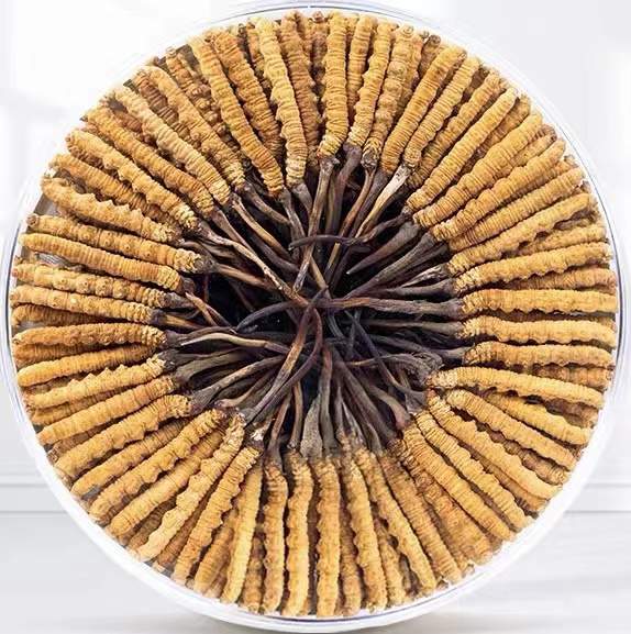 石河子乡冬虫夏草回收